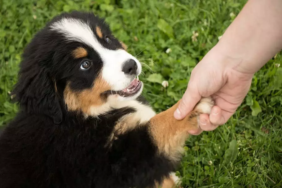 holding the paw of a puppy